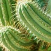 The Role of San Pedro Cactus in Enhancing UK Biodiversity