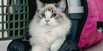 Safeguarding Trade and Travel: The Multi-Faceted Role of Animal Health Certificates