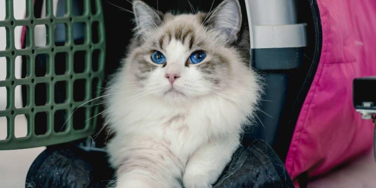 Safeguarding Trade and Travel: The Multi-Faceted Role of Animal Health Certificates