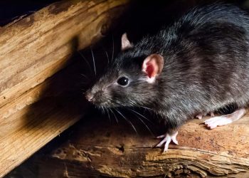 Rat Infestations: Deciding When to Enlist a Rat Exterminator