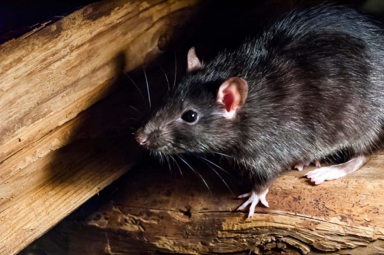 Rat Infestations: Deciding When to Enlist a Rat Exterminator