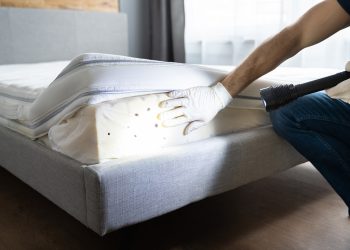 Bite Back: Effective Strategies for Bed Bug Treatment