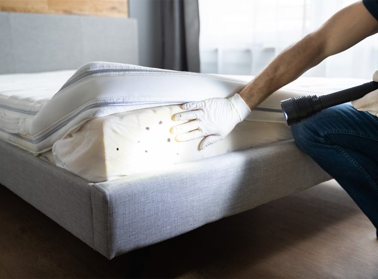 Bite Back: Effective Strategies for Bed Bug Treatment