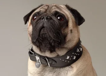 The Importance of Dog Collars for Identification, Training, and Safety