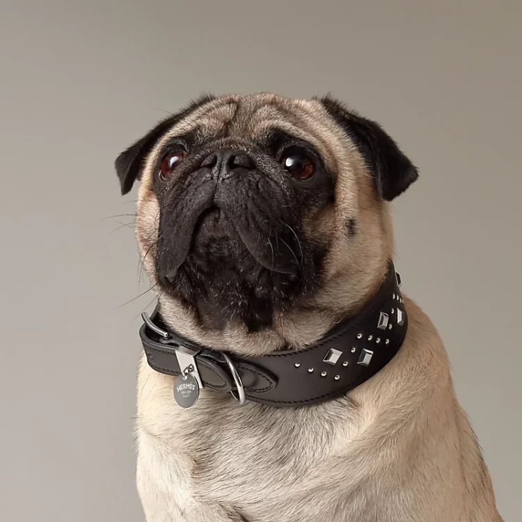 The Importance of Dog Collars for Identification, Training, and Safety