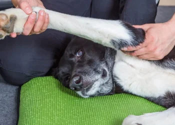 From Rehabilitation to Conditioning: How Canine Physiotherapy Addresses Common Issues and Promotes Overall Wellness
