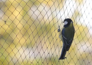 Safeguarding Your Property with Bird Netting: A Professional Approach