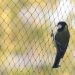Safeguarding Your Property with Bird Netting: A Professional Approach