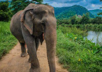 The Rise of Ethical Elephant Tourism: Exploring Thailand’s Sanctuary Movement