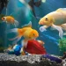 Live Aquarium Fish UK Delivery: A Comprehensive Guide