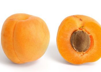 From Antioxidants to Immunity: The Many Benefits of Apricot Seeds
