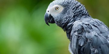 What to Consider When Searching for African Grey Parrots for Sale