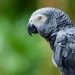 What to Consider When Searching for African Grey Parrots for Sale