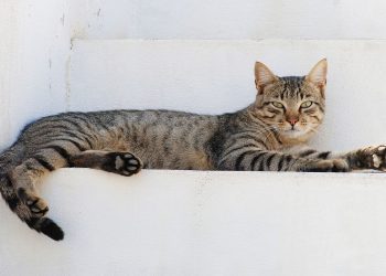 The Science Behind Senvelgo: Revolutionizing Cat Medicine