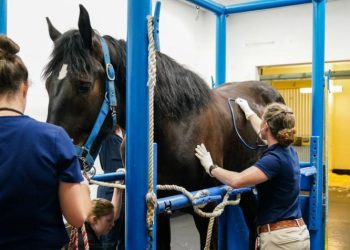 Experience Counts: Selecting a Skilled Horse Surgery Specialist for Optimal Outcomes