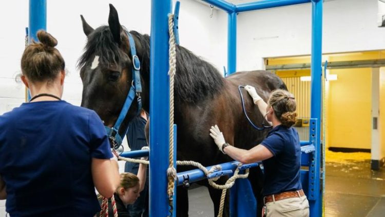 Experience Counts: Selecting a Skilled Horse Surgery Specialist for Optimal Outcomes