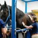 Experience Counts: Selecting a Skilled Horse Surgery Specialist for Optimal Outcomes