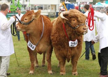 A Show of Strength: The Cultural and Economic Significance of County Shows