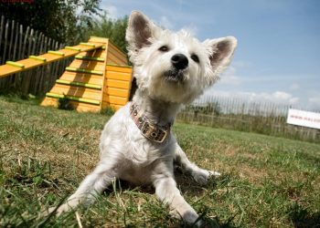 Indulgence and Care: Discovering the Luxury Dog Hotel Experience
