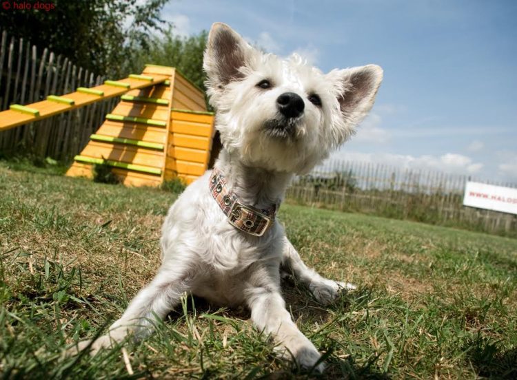 Indulgence and Care: Discovering the Luxury Dog Hotel Experience