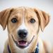 Why A Pet Copywriter Can Strengthen Your Online Presence